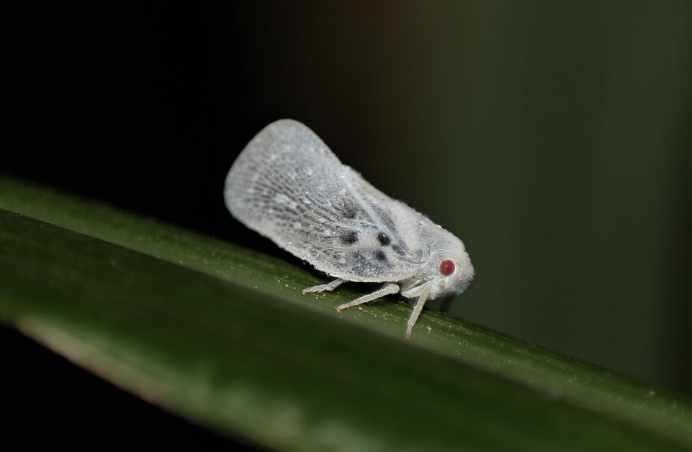 Metcalfa pruinosa - amerikai lepkekabóca