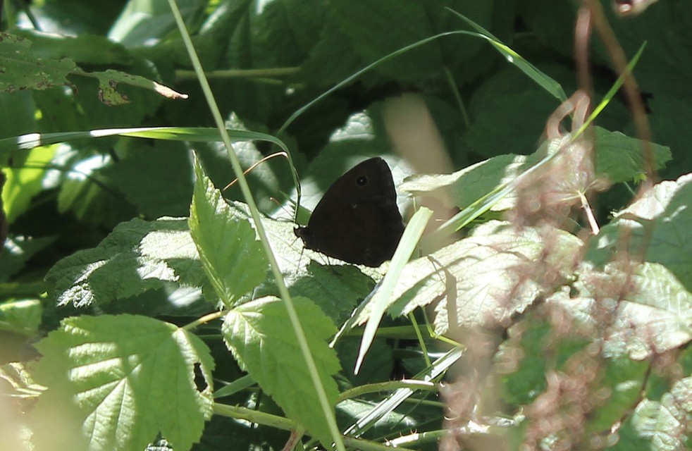 Minois dryas - fekete szemeslepke