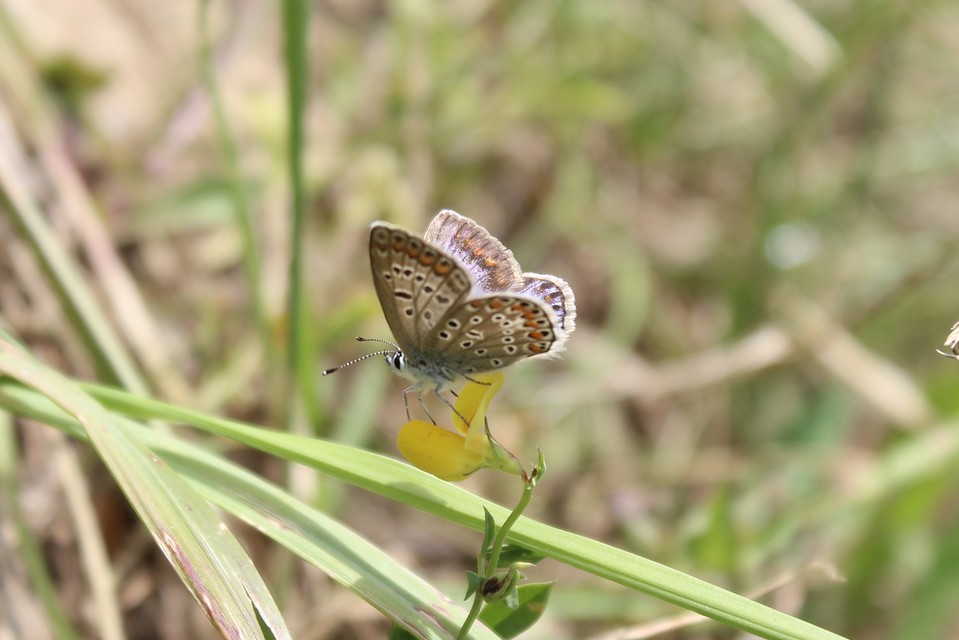 Polyommatus icarus - közönséges boglárka