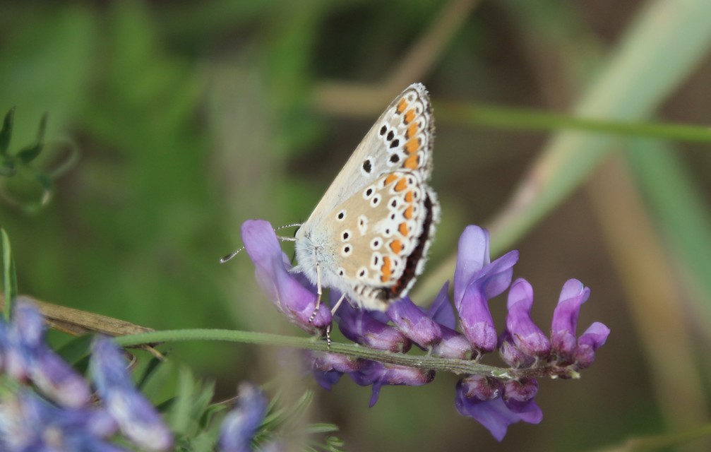 Aricia agestis - szerecsenboglárka