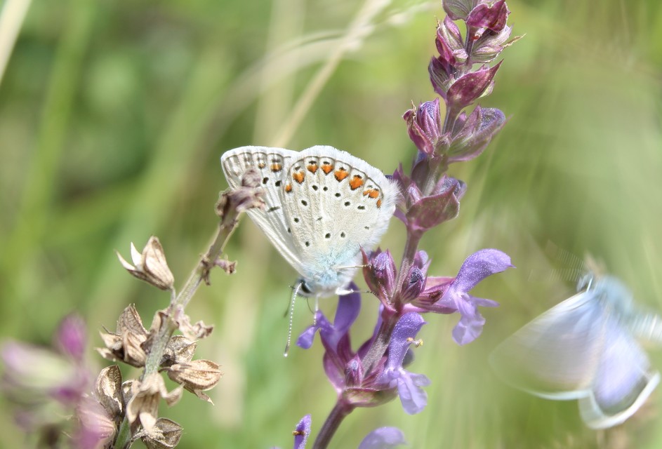 Polyommatus icarus - közönséges boglárka