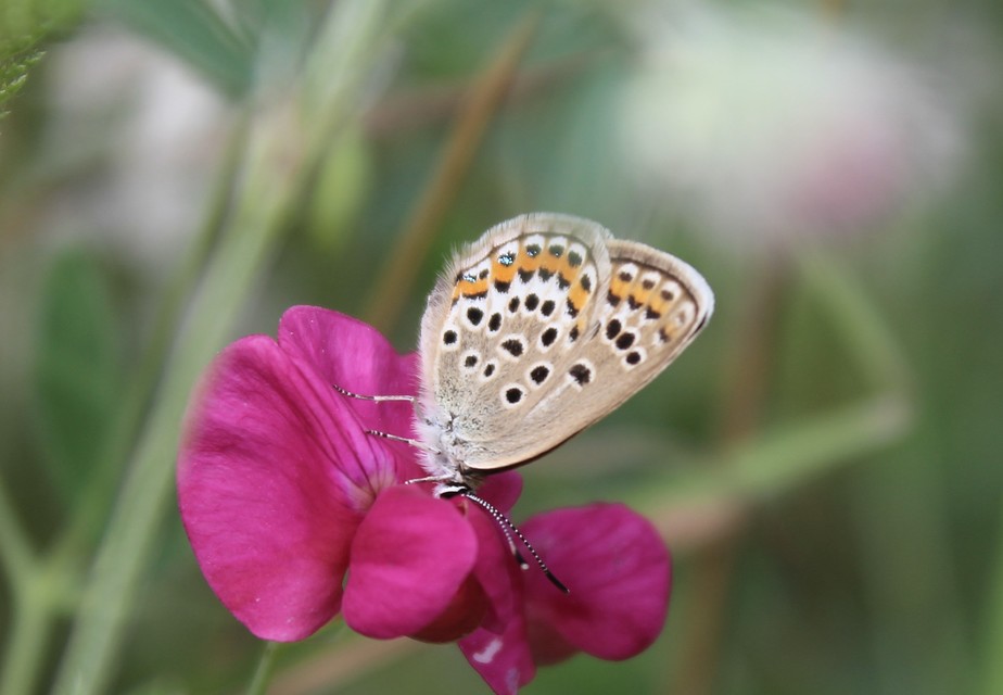 Plebejus argus - ezüstös boglárka
