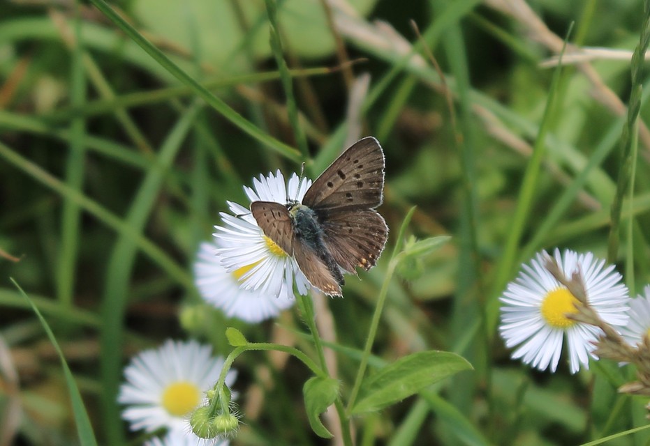 Lycaena tityrus - barna tűzlepke