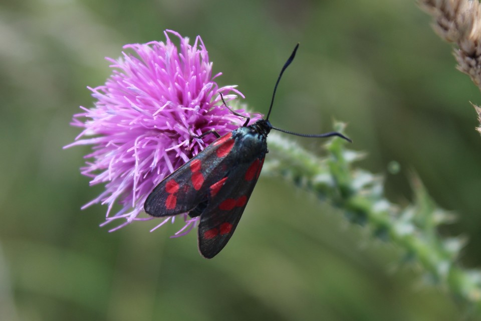 Zygaena filipendulae - acélszínű csüngőlepke