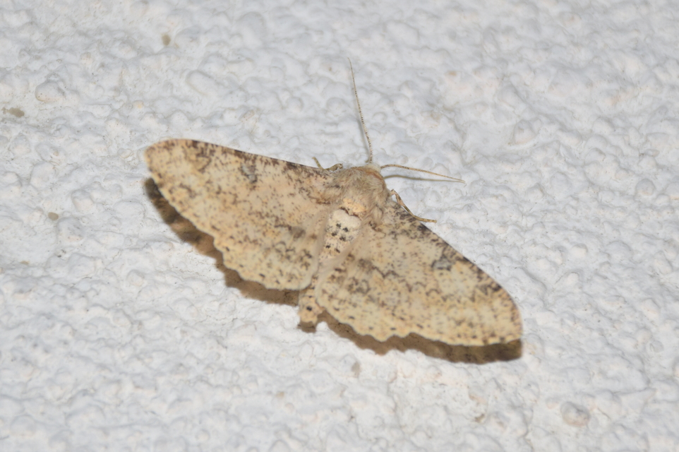 Ascotis selenaria - holdas faaraszoló