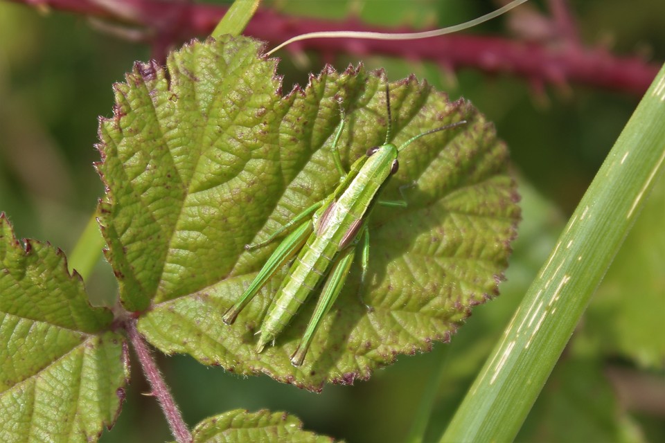 Euthystira brachyptera - smaragdzöld sáska