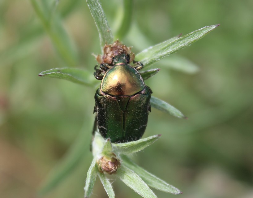 Cetonia aurata - aranyos virágbogár