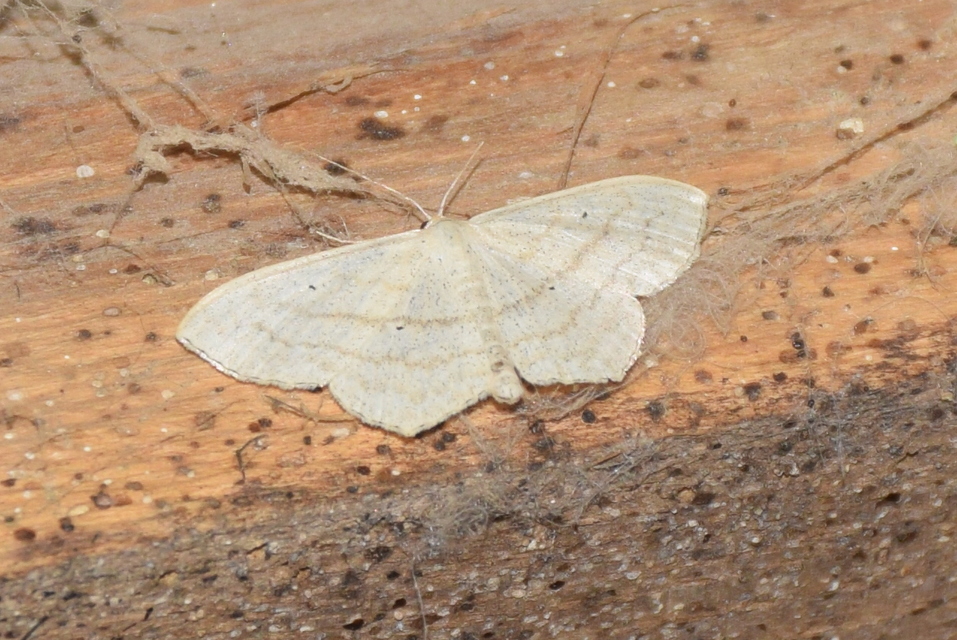 Scopula nigropunctata - feketepettyes araszoló