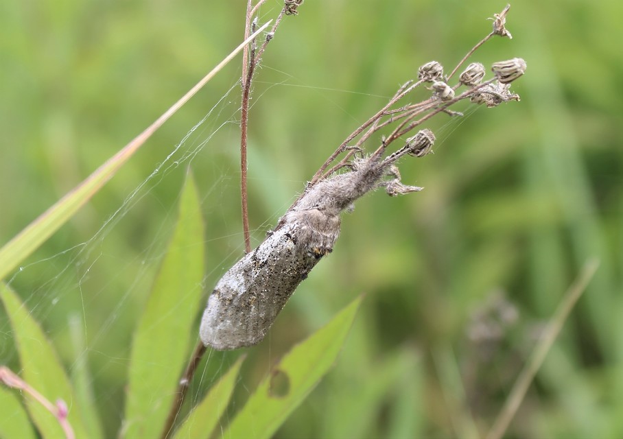 Gynaephora fascelina - vesszős szövő
