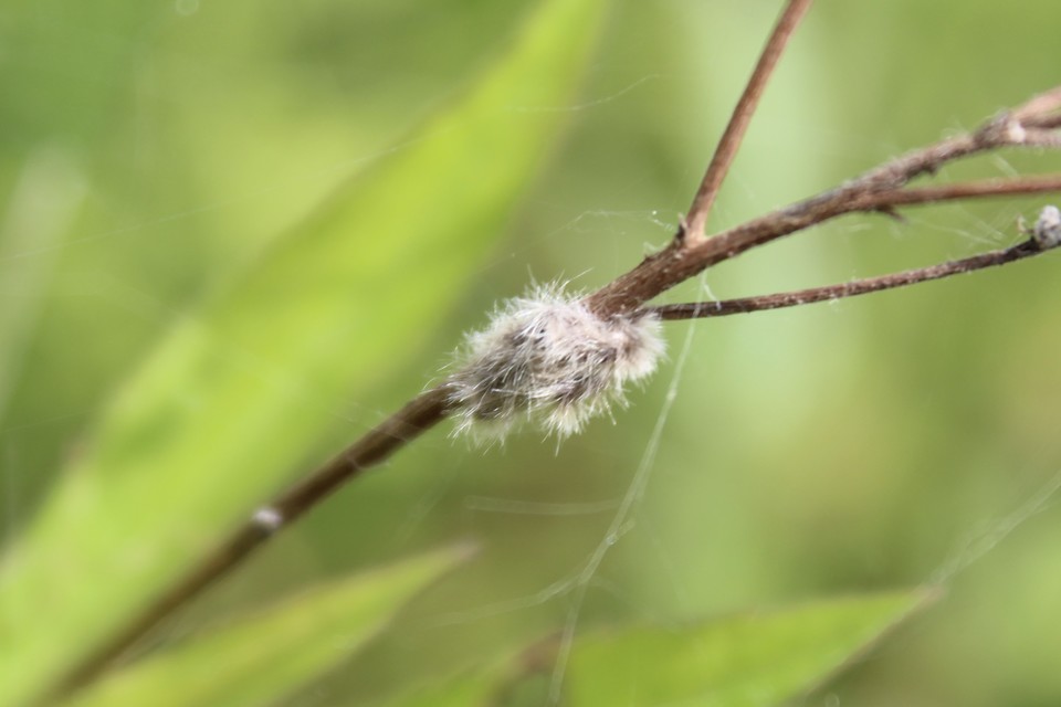Gynaephora fascelina - vesszős szövő