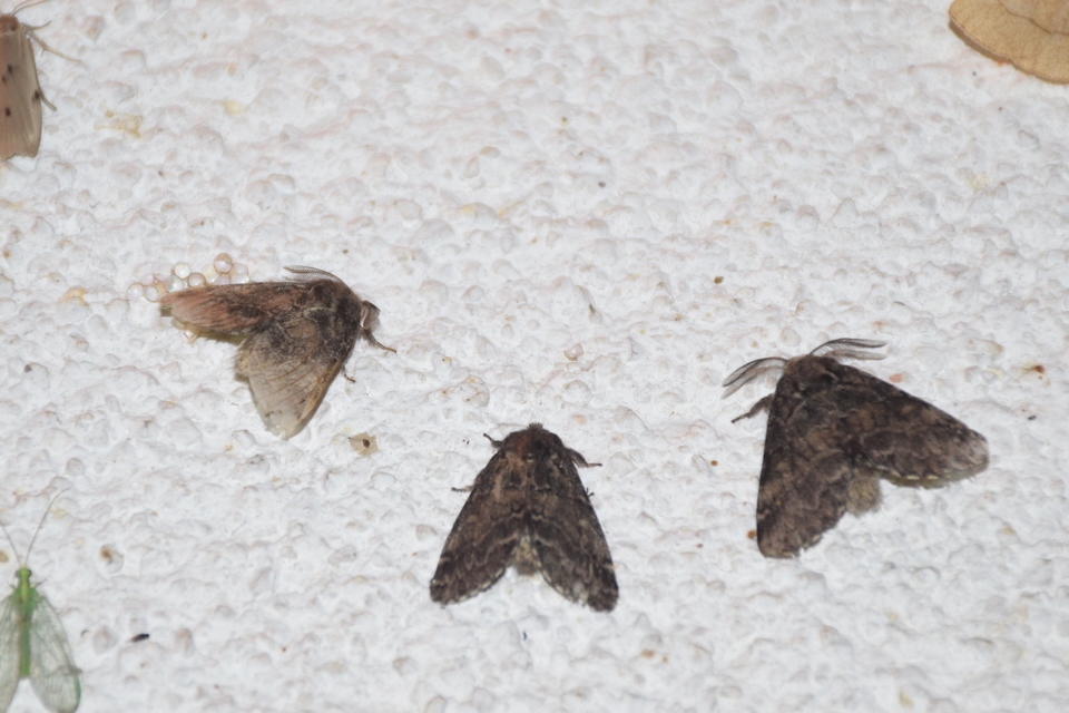 Gluphisia crenata - kormos púposszövő