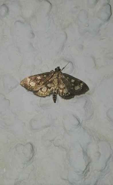 Anania coronata - koronás dudvamoly