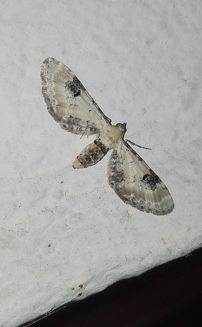 Eupithecia centaureata - búzavirág-törpearaszoló