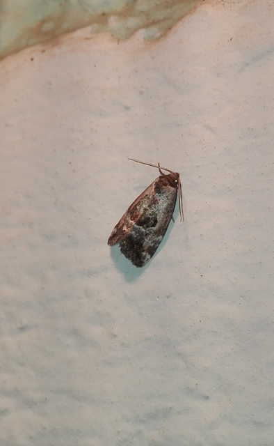 Hapalotis venustula - rózsaszínű mázasbagoly