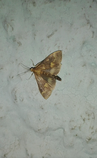 Ostrinia nubilalis - kukoricamoly