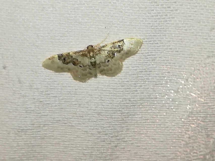 Idaea rusticata - tarka apróaraszoló