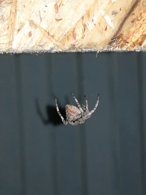 Araneus angulatus - vállas keresztespók