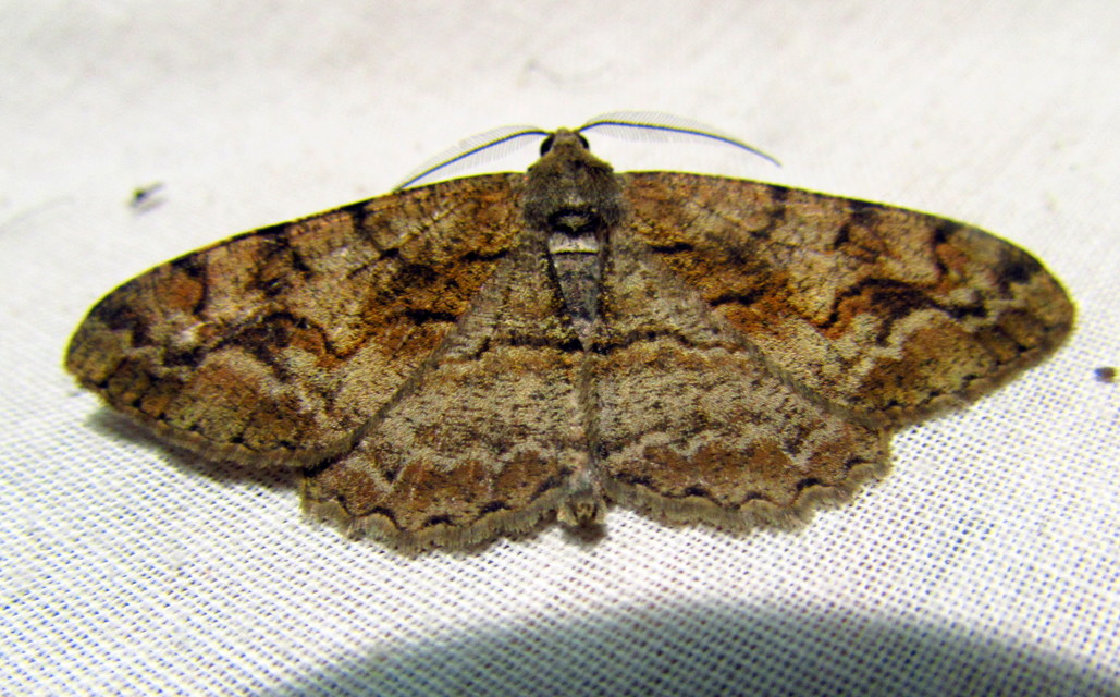 Alcis repandata - foltos faaraszoló