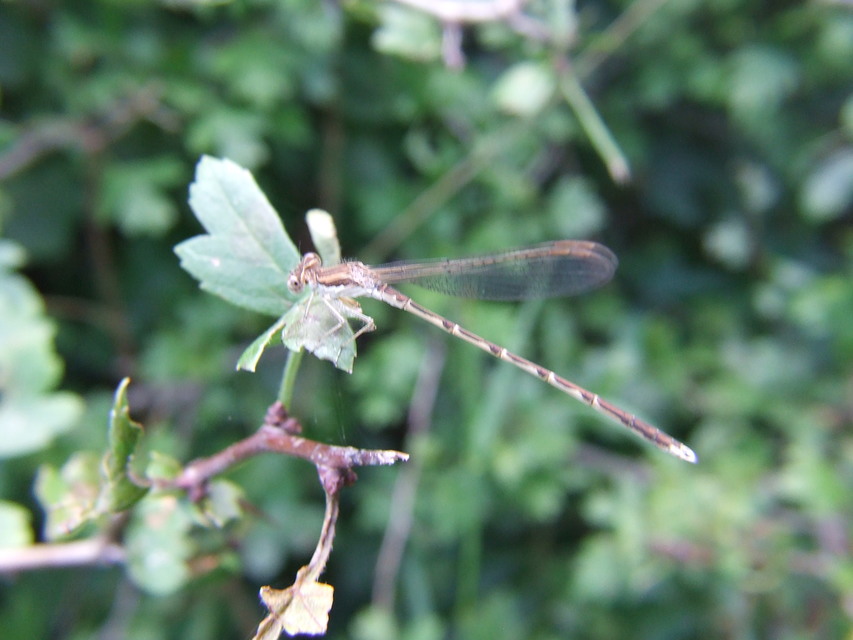 Sympecma fusca - téli rablószitakötő