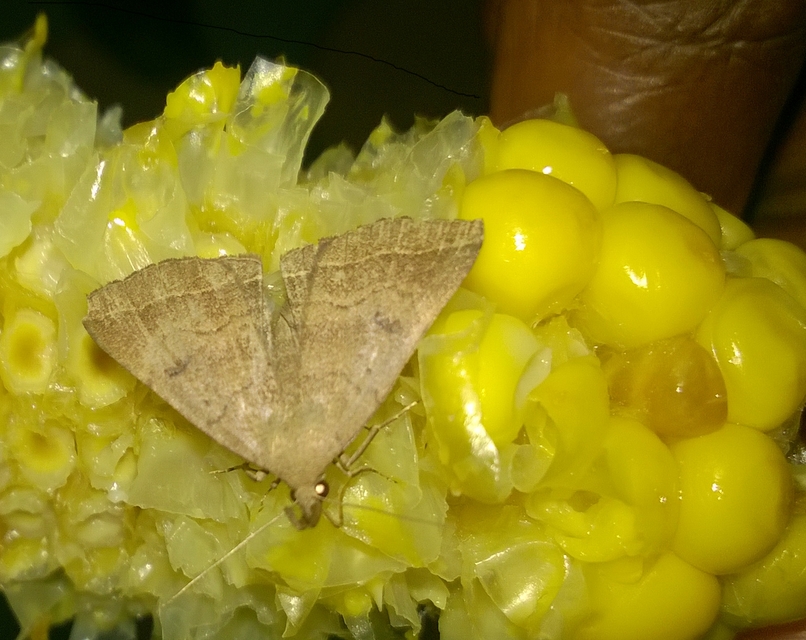 Pechipogo plumigeralis - tollascsápú karcsúbagoly
