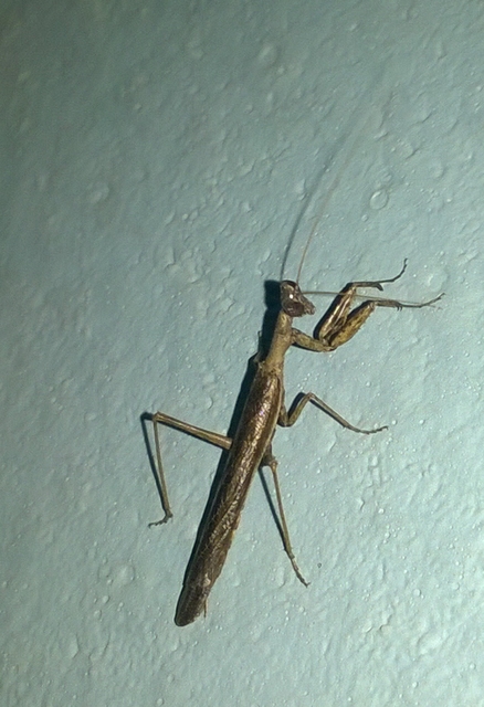 Mantidae - imádkozósáska-félék