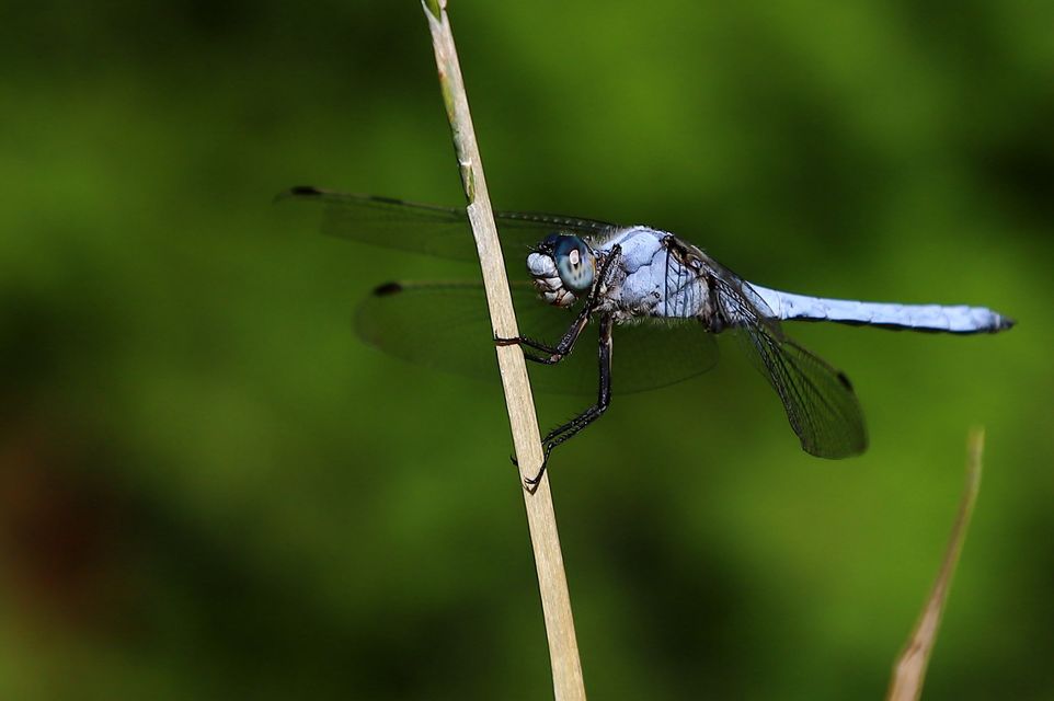 Orthetrum brunneum - pataki pásztorszitakötő