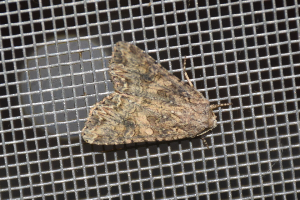 Hadula trifolii - lóherebagoly