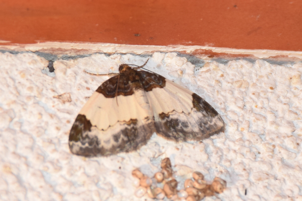 Mesoleuca albicillata - tarka fűzfaaraszoló