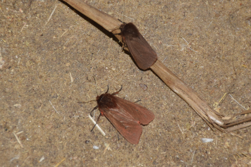 Phragmatobia fuliginosa - füstös medvelepke