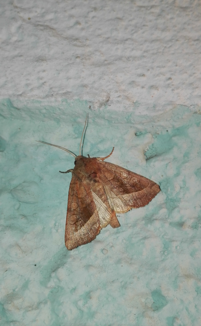 Hydraecia micacea - csillogó acsalapubagoly