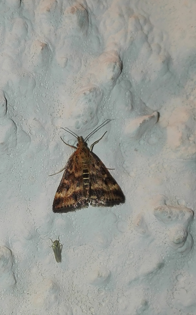 Pyrausta despicata - réti bíbormoly