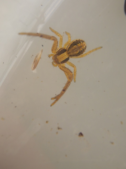 Xysticus