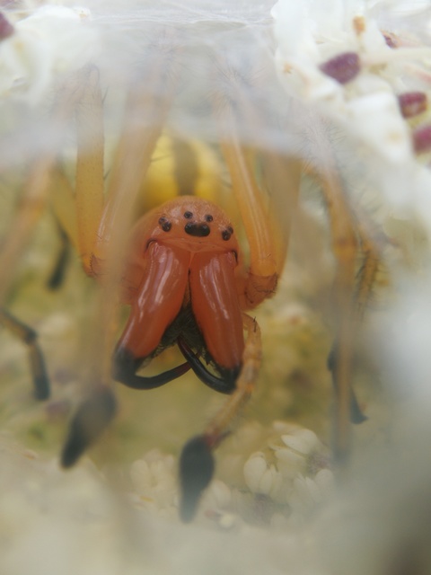 Cheiracanthium