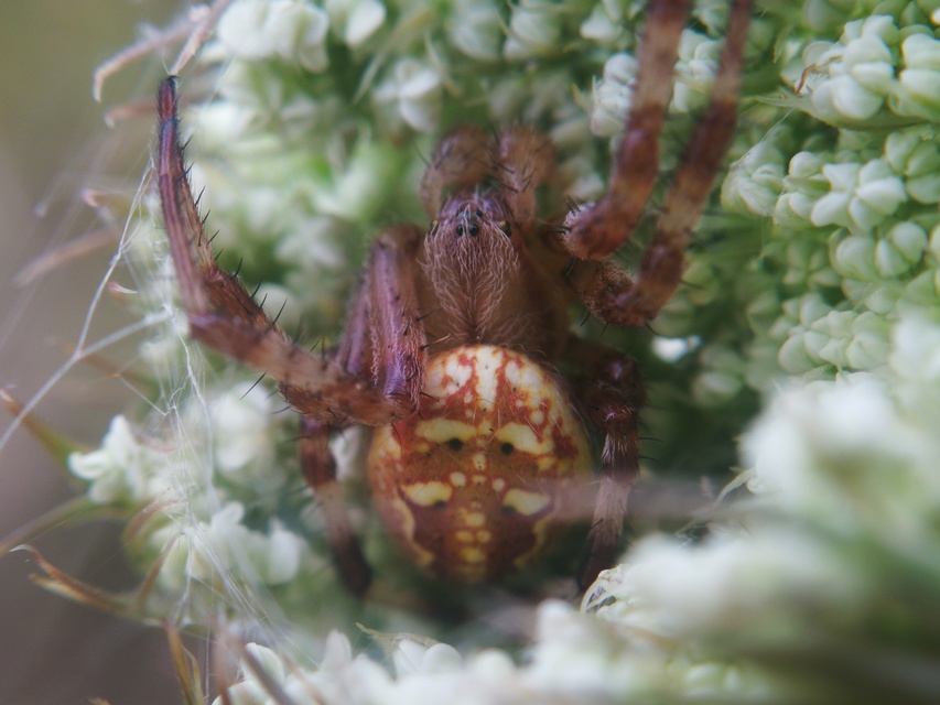 Araneus quadratus - négyes keresztespók