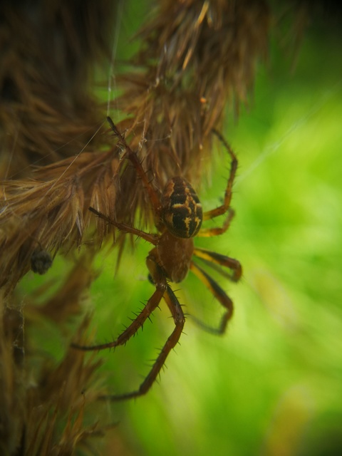 Larinioides cornutus - nádi keresztespók