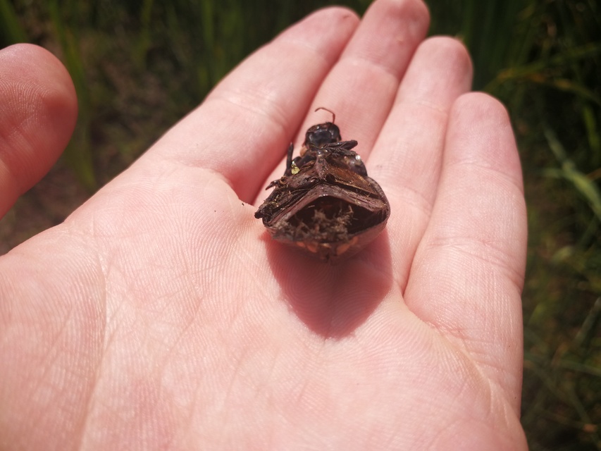 Hydrophilus aterrimus - fekete óriáscsibor