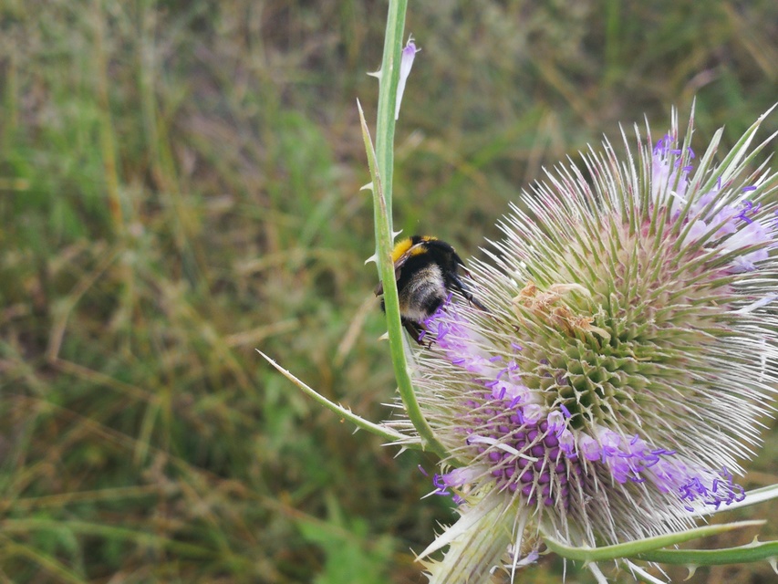 Bombus - poszméhek