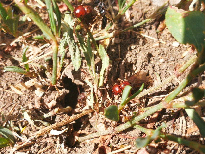 Polyergus rufescens - amazonhangya