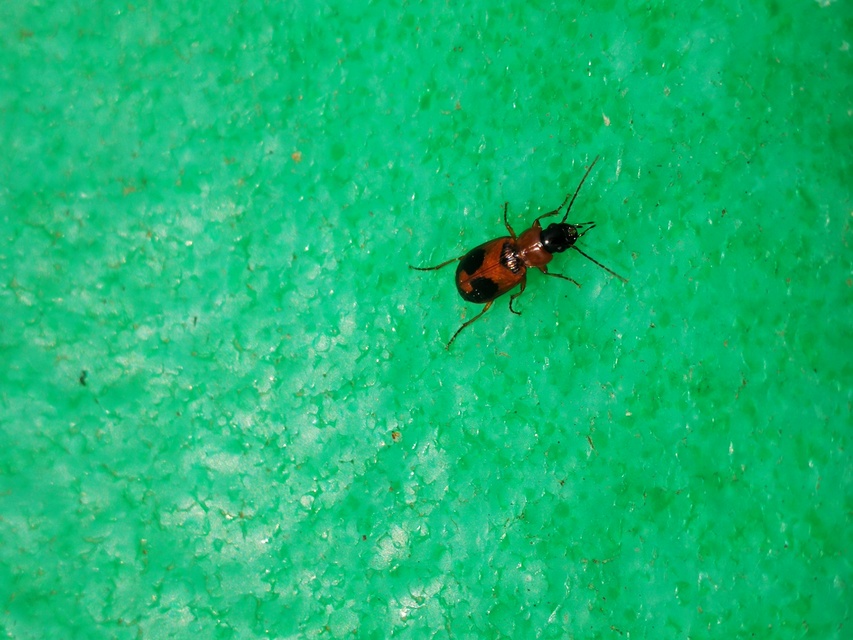 Badister meridionalis - közönséges posványfutonc