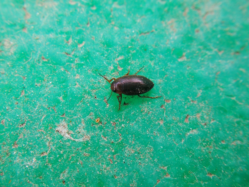 Hydroporus