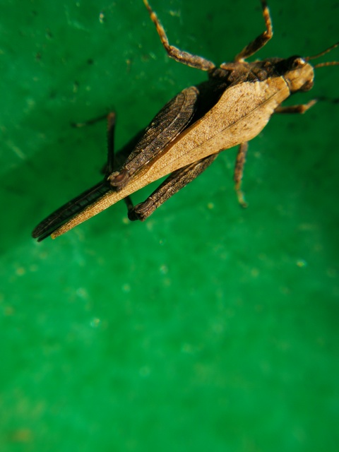Tetrix subulata - közönséges tövishátúsáska