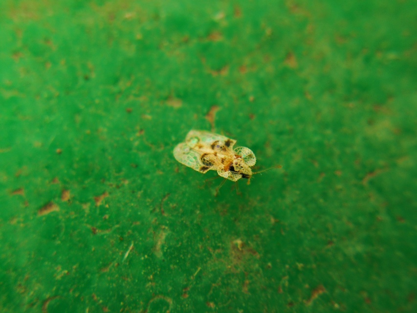 Corythucha arcuata - tölgy-csipkéspoloska