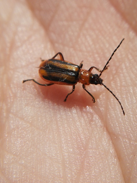 Diabrotica virgifera - amerikai kukoricabogár