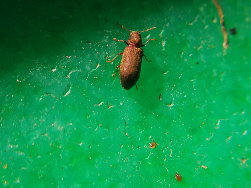 Ptinidae - tolvajbogarak