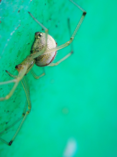 Enoplognatha ovata/latimana