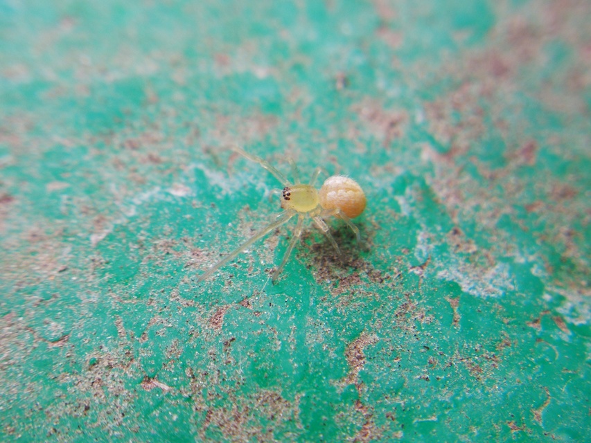 Cheiracanthium