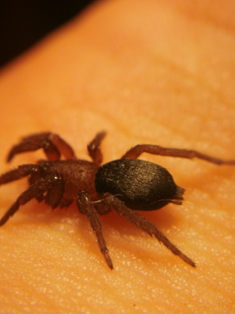 Gnaphosidae - kövipókok