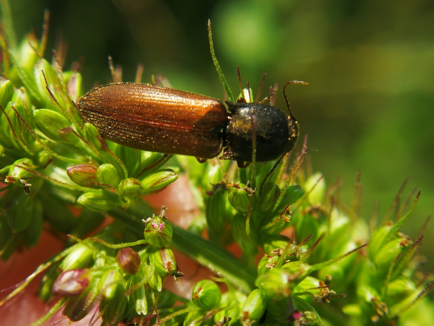 Agriotes ustulatus - mezei pattanó
