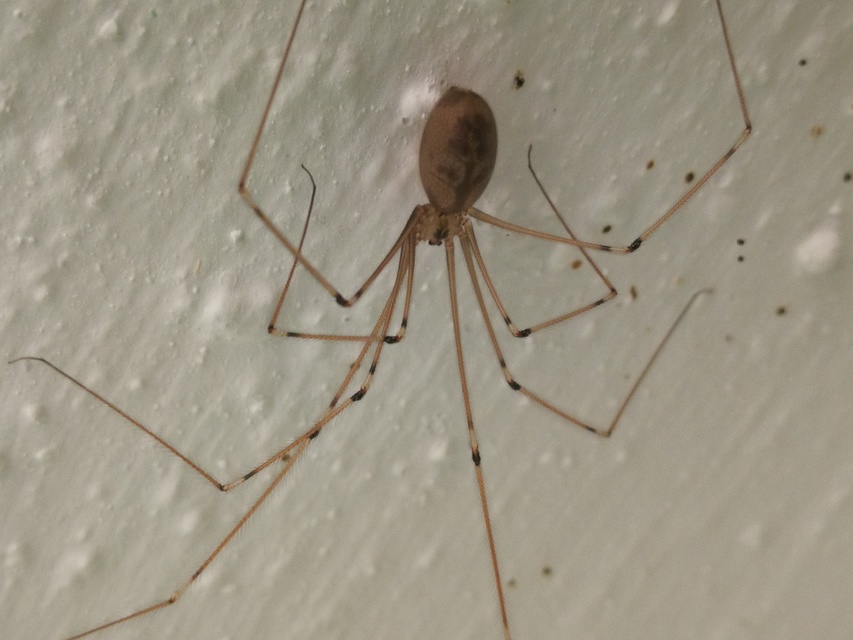 Pholcus phalangioides - nagy álkaszáspók