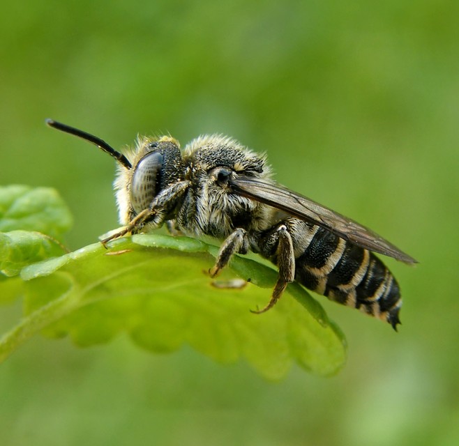 Hymenoptera - Hártyásszárnyúak